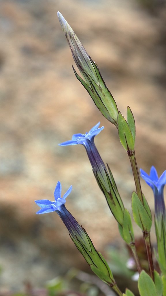 Gentiana nivalis (Snow Gentian)