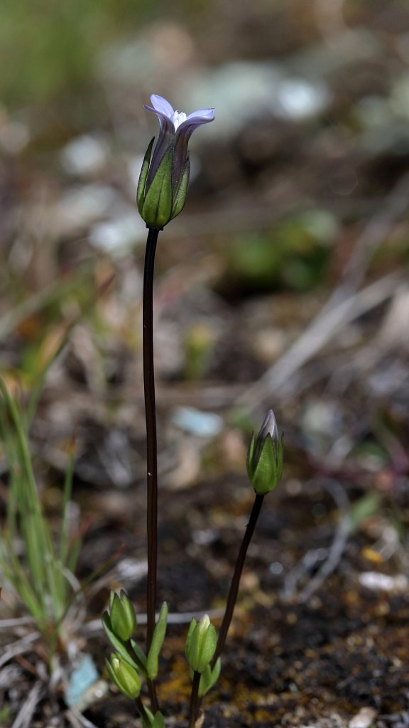 Gentiana tenella (Tender Gentian)