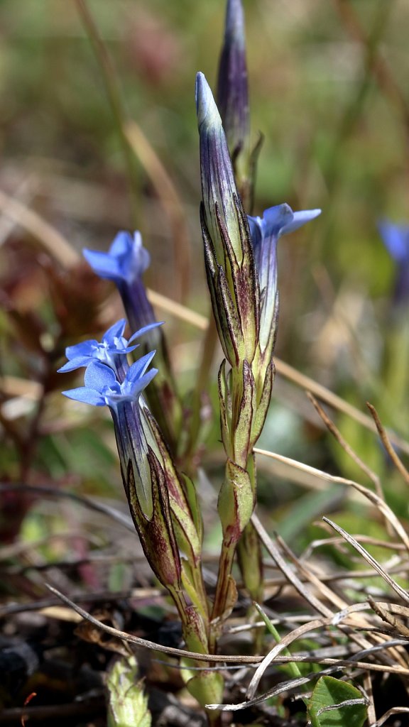 Gentiana nivalis (Snow Gentian)