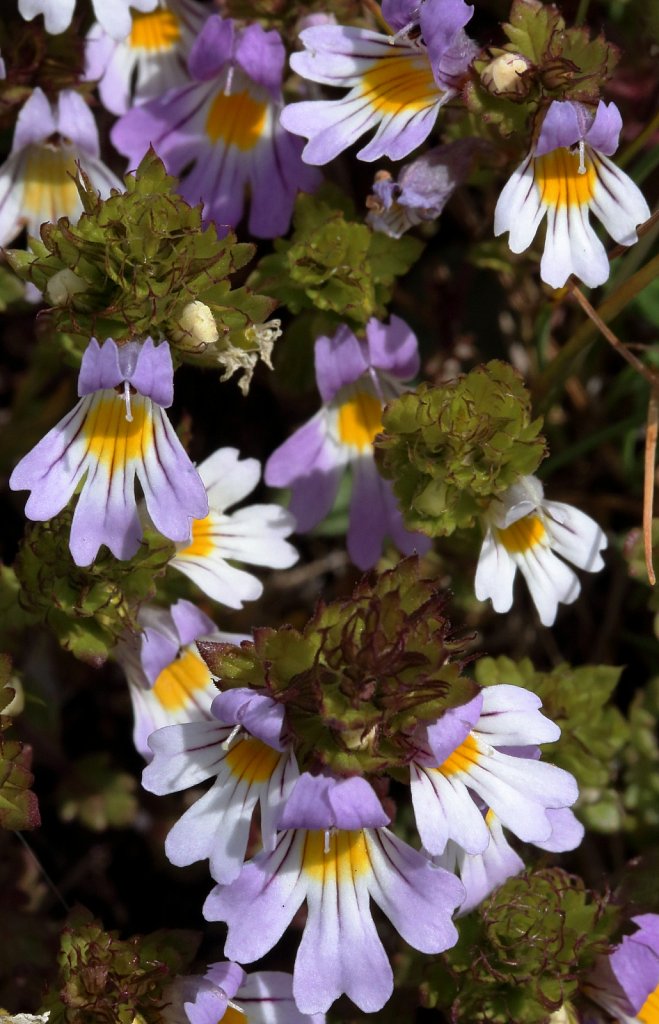 Euphrasia alpina (Alpine Eyebright)