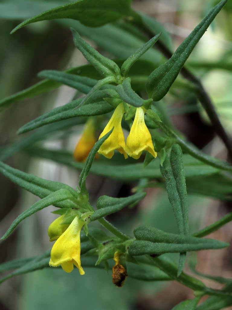 Melampyrum sylvaticum (Small Cow-wheat)