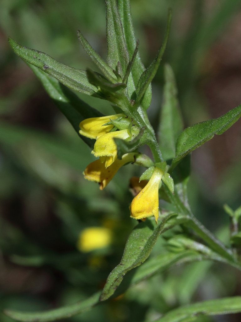 Melampyrum sylvaticum (Small Cow-wheat)