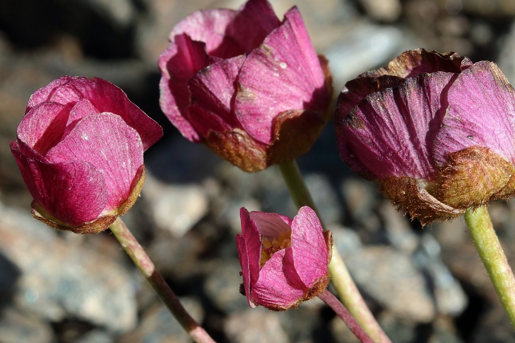 Ranunculus glacialis (Glacial Crowfoot)