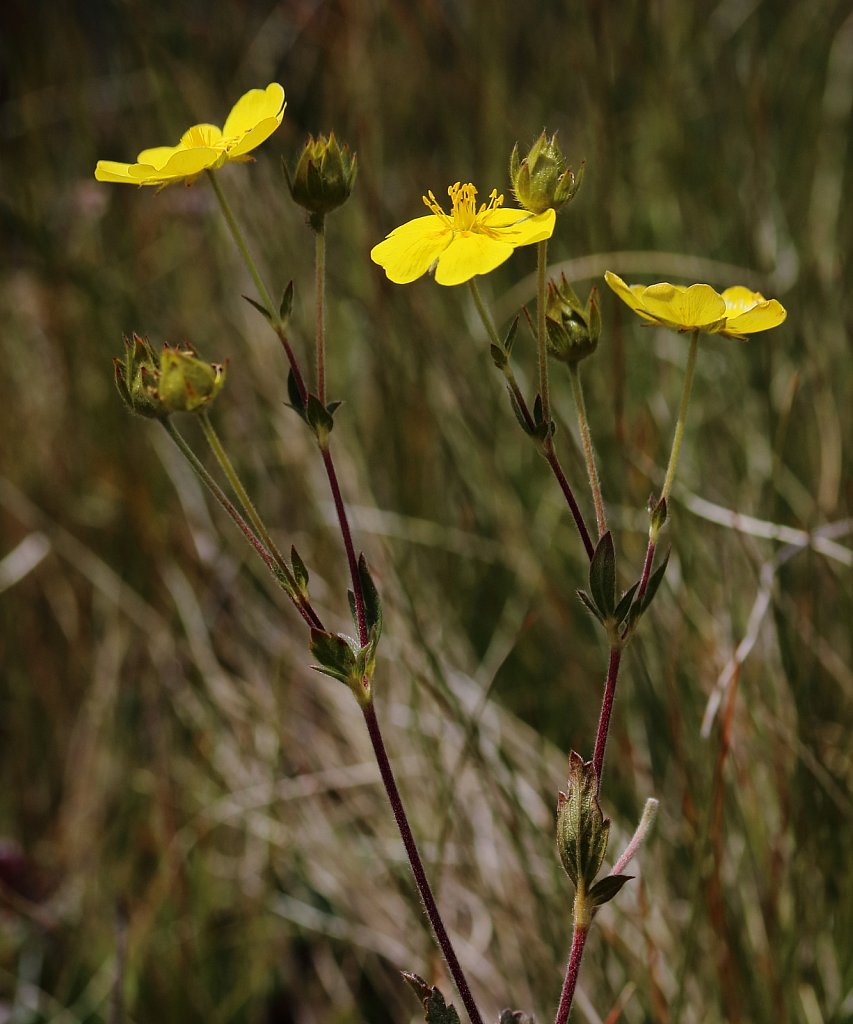 Potentilla grandiflora (Large-flowered Cinquefoil)