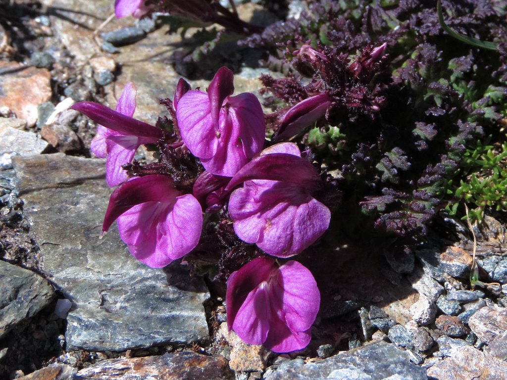 Pedicularis kerneri (Kerner's Lousewort)
