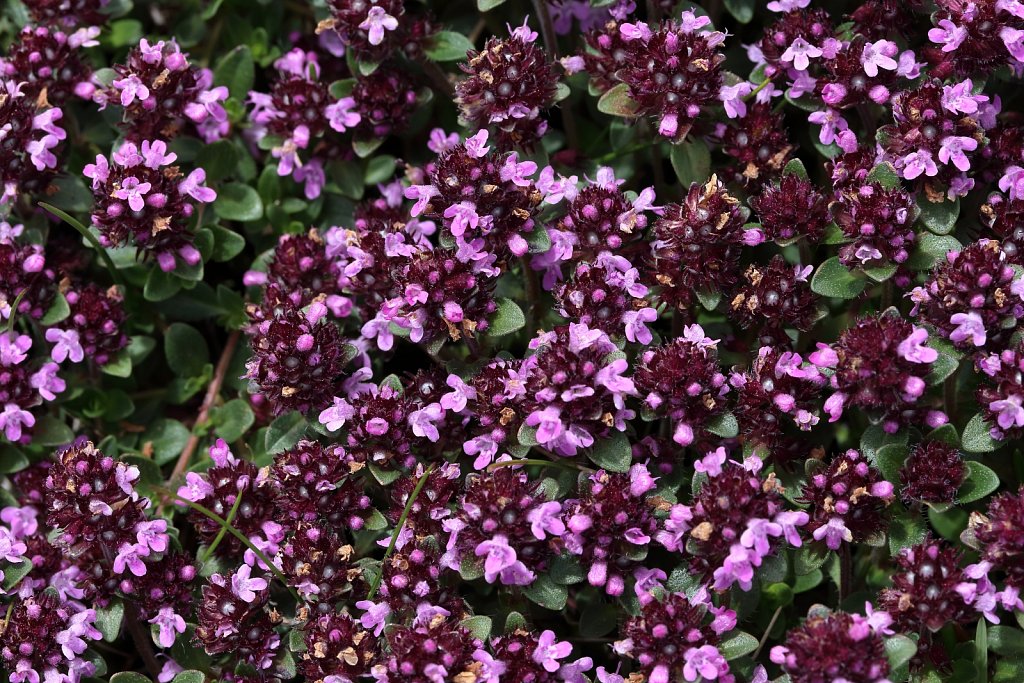 Thymus praecox ssp polytrichus (Wild Thyme)