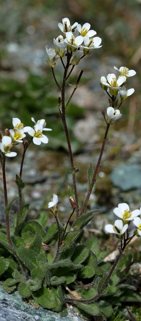 Arabis alpina (Alpine Rock-cress)