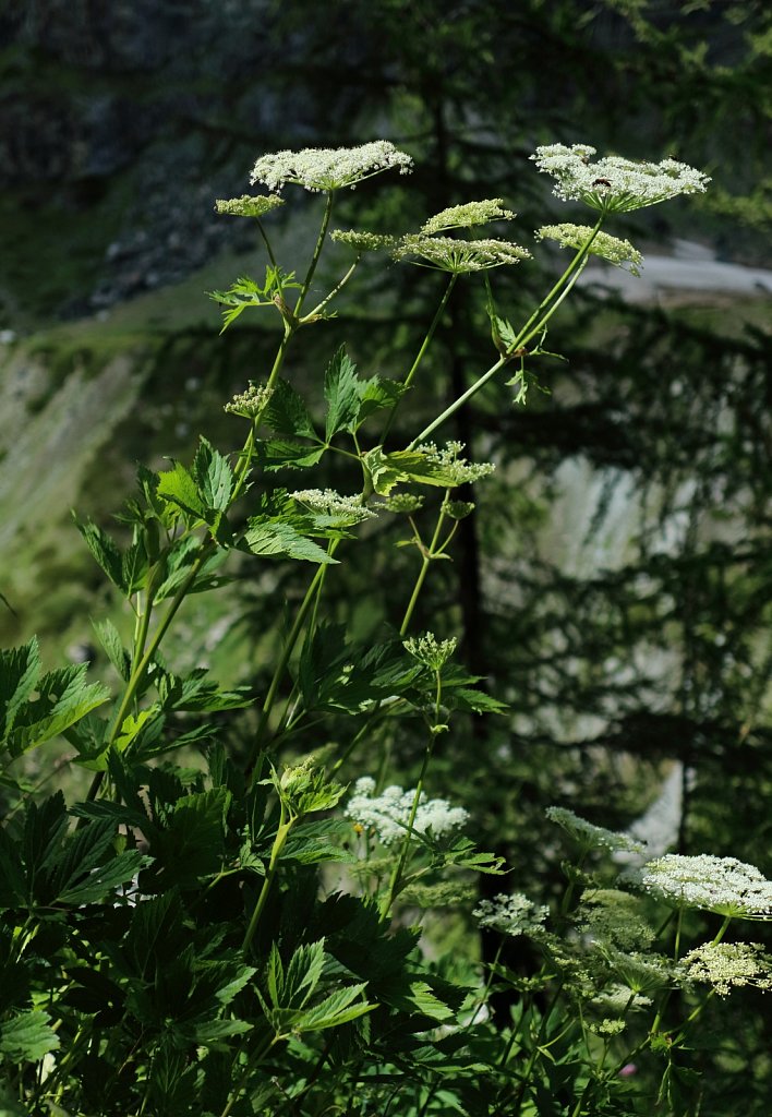 Peucedanum ostruthium (Masterwort)