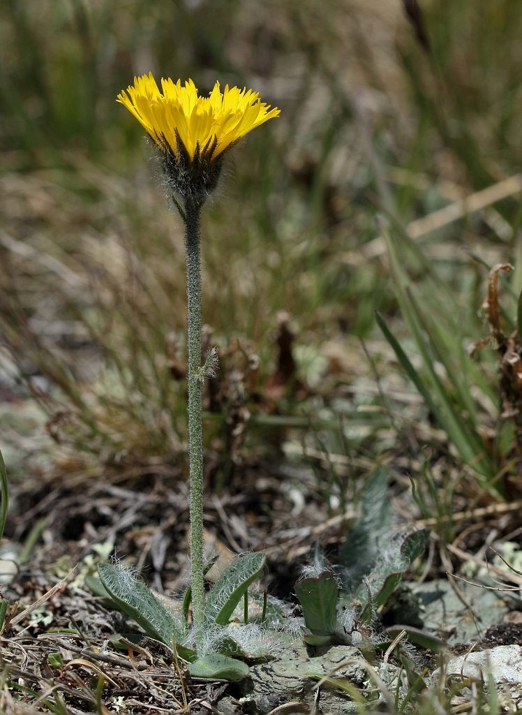 Hieracium glanduliferum (Glandular Hawkweed)