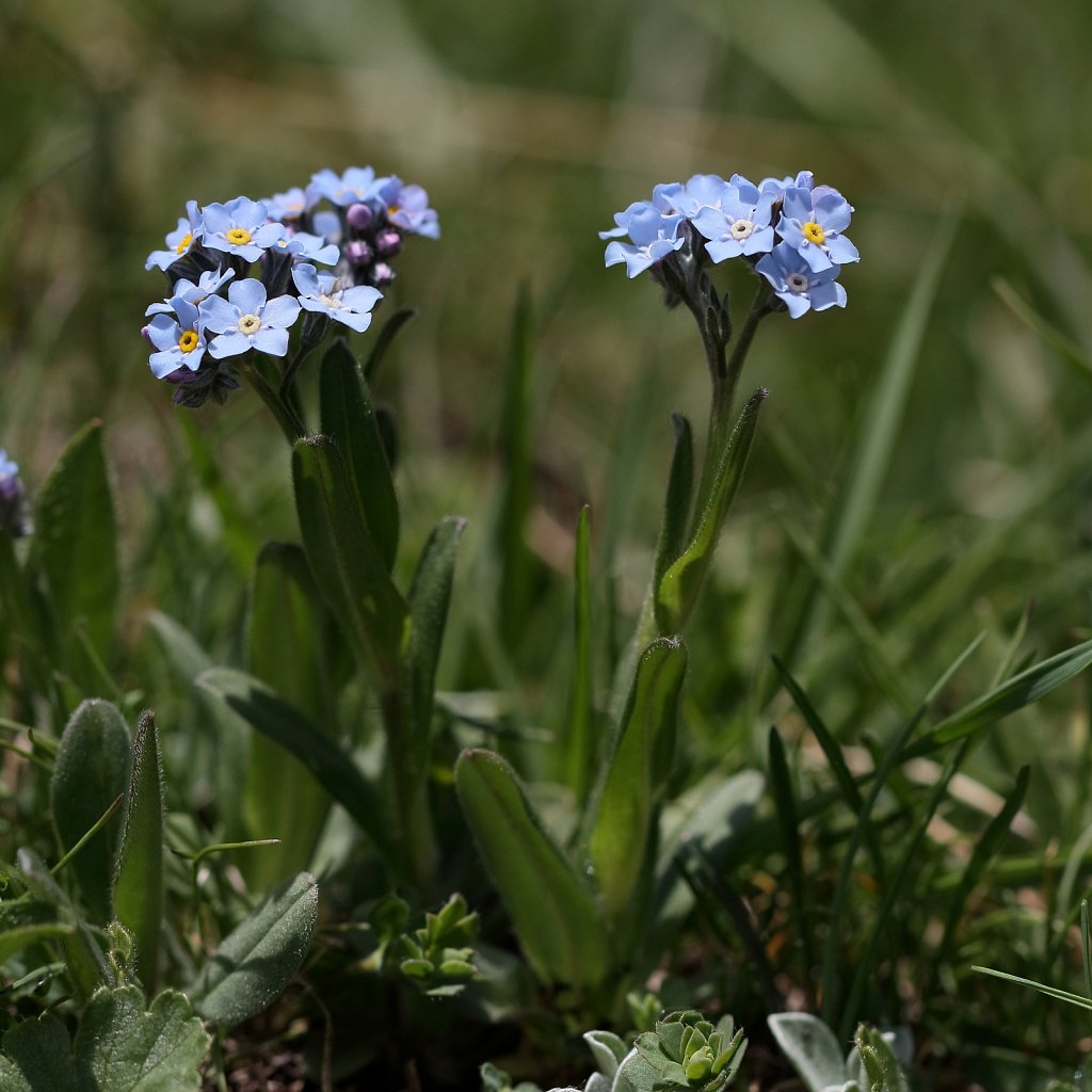 Myosotis alpestris (Alpine Forget-me-not)