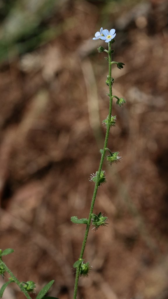 Lappula deflexa (Reflexed Bur Forget-me-not)