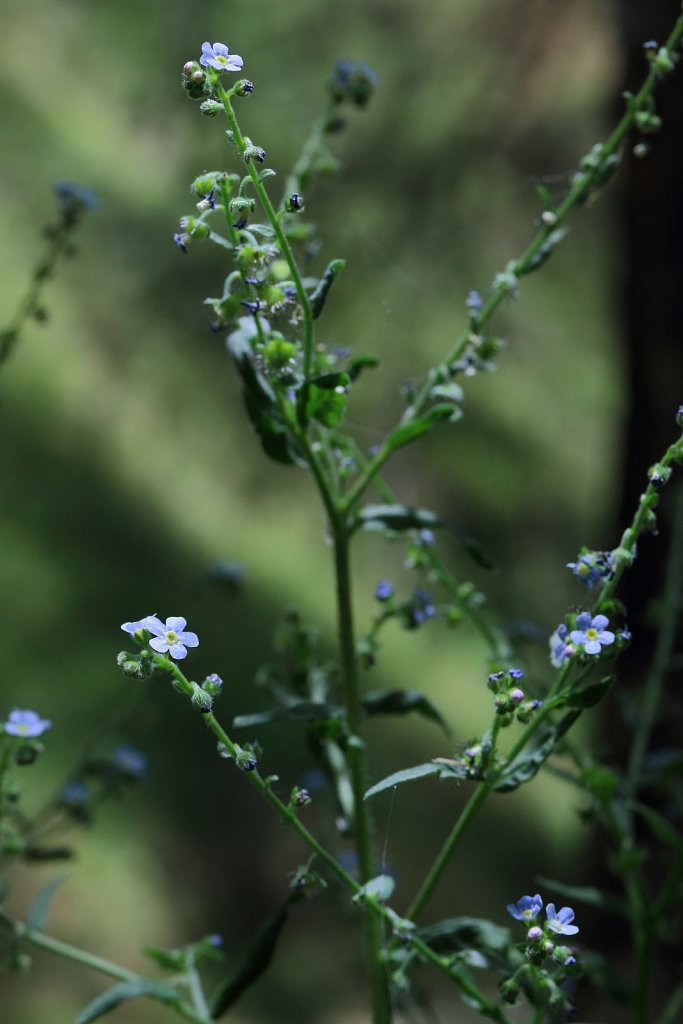 Lappula deflexa (Reflexed Bur Forget-me-not)