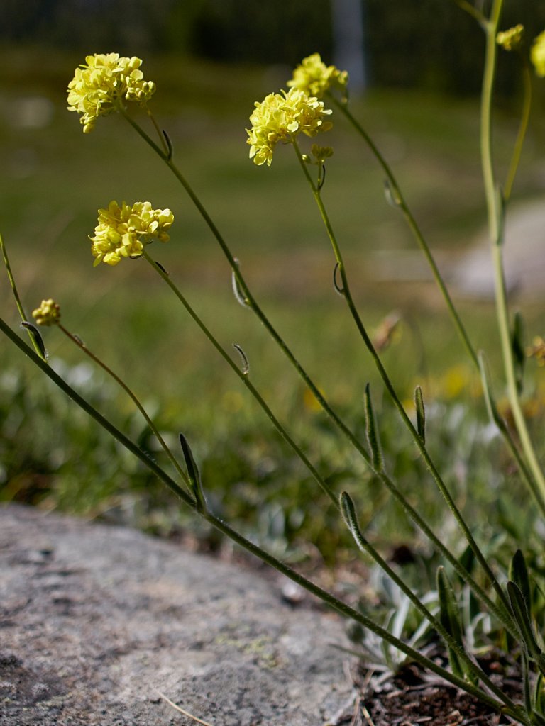 Biscutella laevigata (Buckler Mustard)