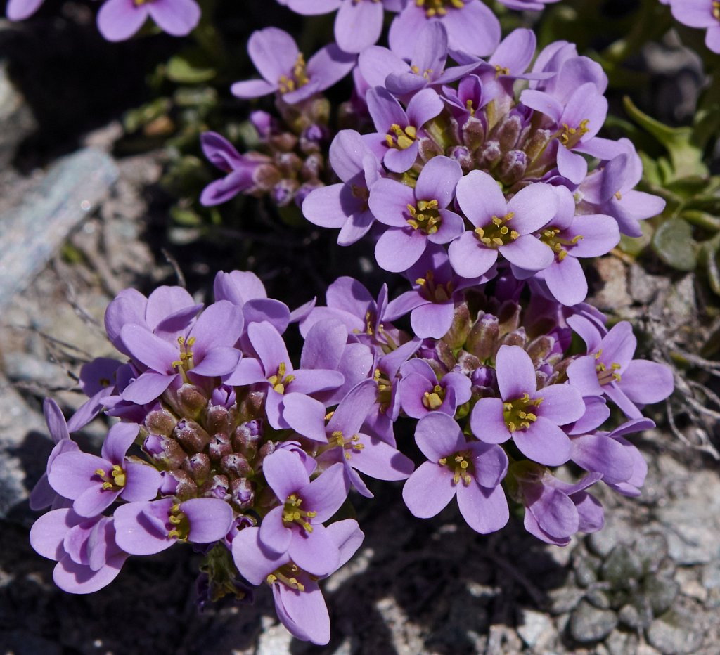 Thlaspi rotundifolium ssp corymbosum (Round-leaved Penny-cress)