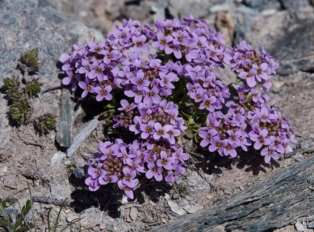 Thlaspi rotundifolium ssp corymbosum (Round-leaved Penny-cress)