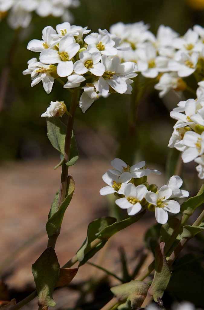 Thlaspi sylvium (Alpine Penny-cress)