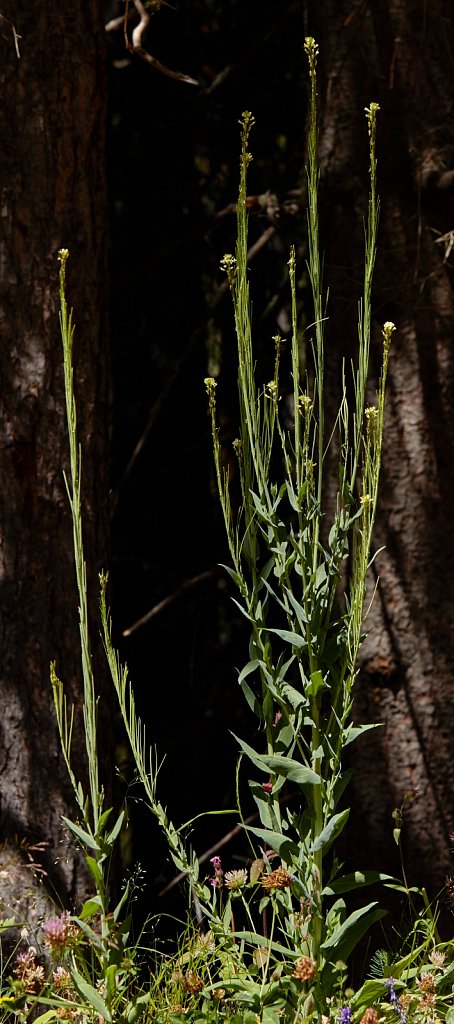 Turritis glabra (Tower Mustard)
