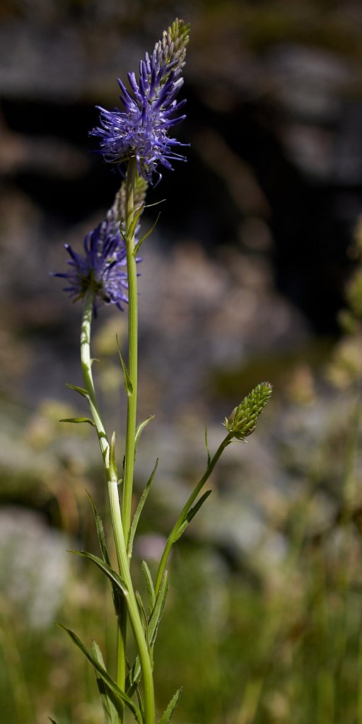 Phyteuma betonicifolium (Betony-leaved Rampion)