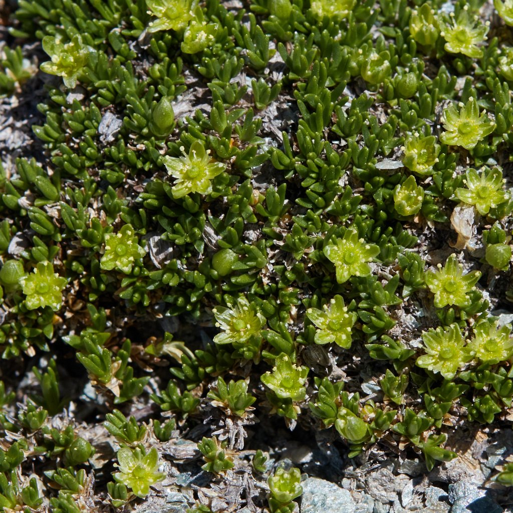 Minuartia sedoides (Cyphel)