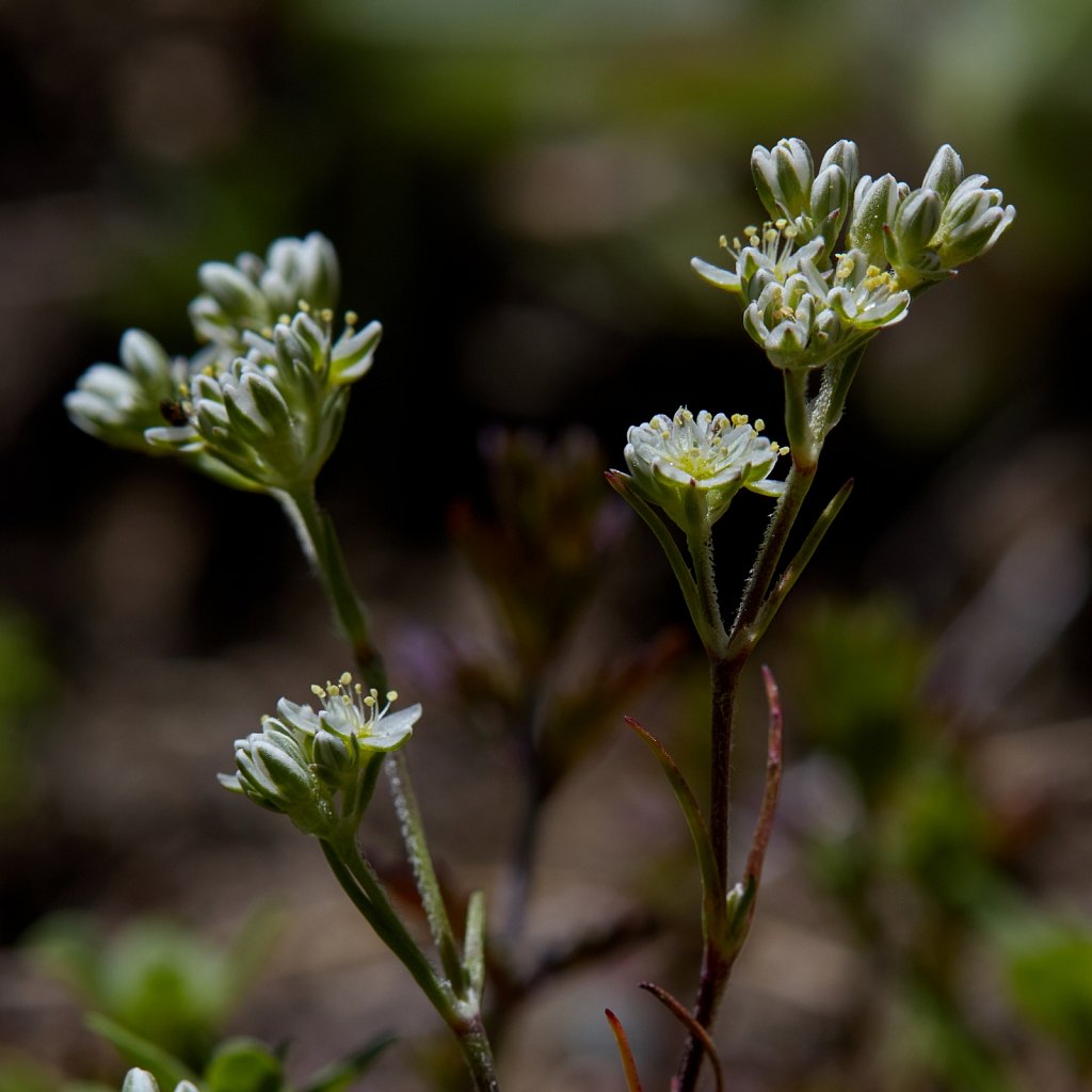 Scleranthus perennis (Perennial Knawel)