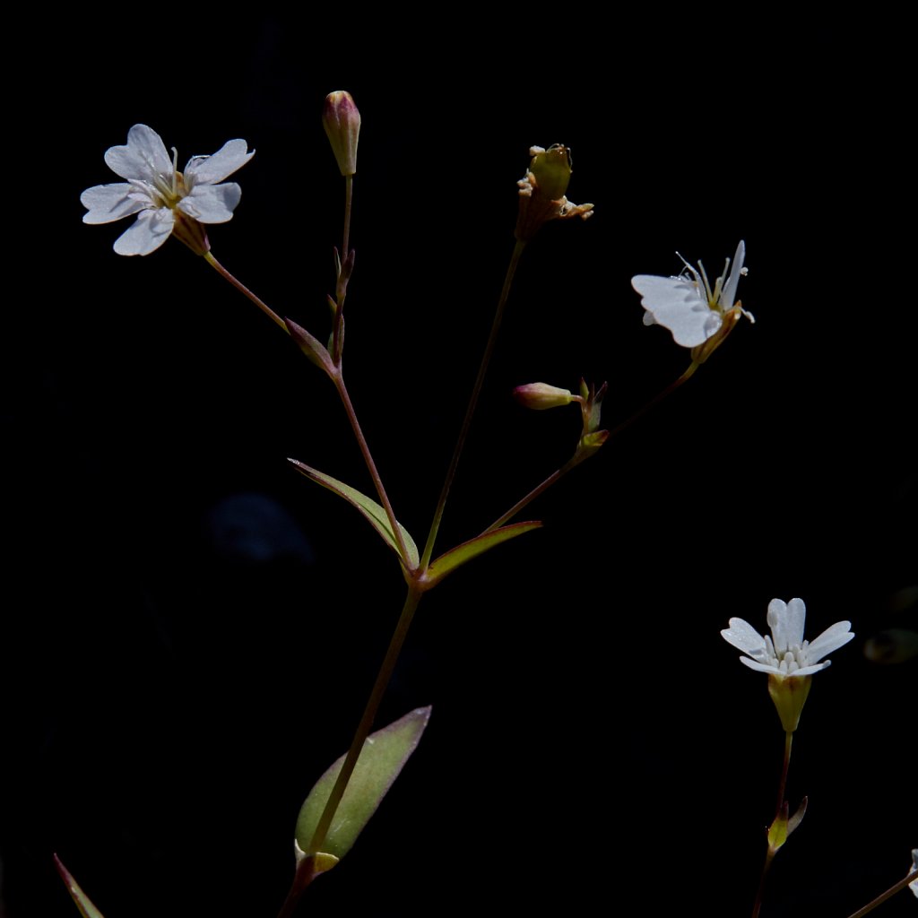 Silene rupestris (Rock Campion)