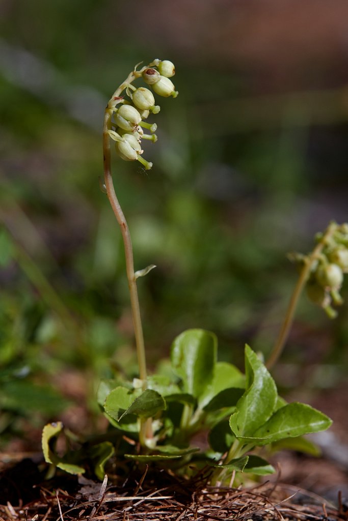 Orthilia secunda (Serrated Wintergreen)