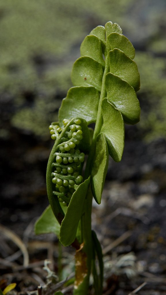 Botrychium lunaria (Moonwort)