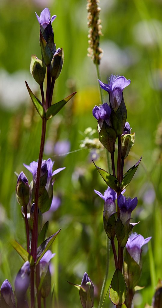 Gentiana campestris (Field Gentian)