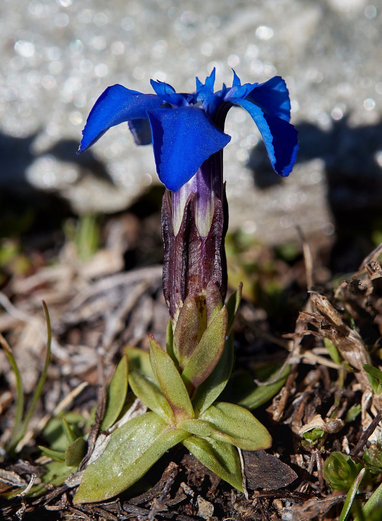 Gentiana orbicularis (Orbicular-leaved Gentian)