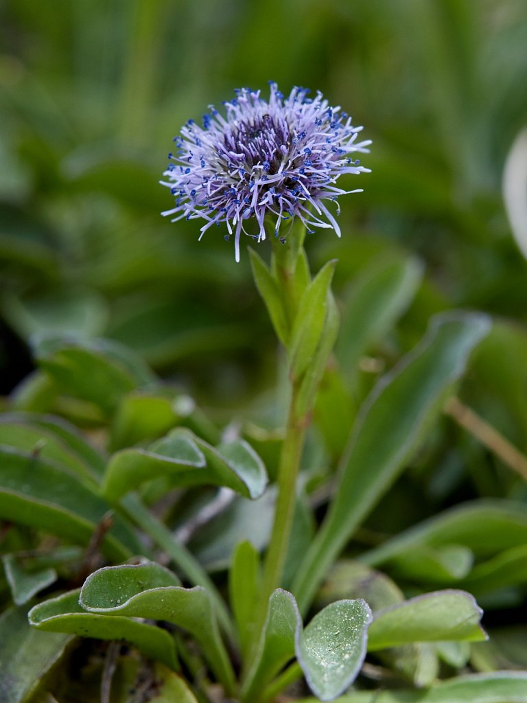 Globularia bisnagarica (Common Globularia)