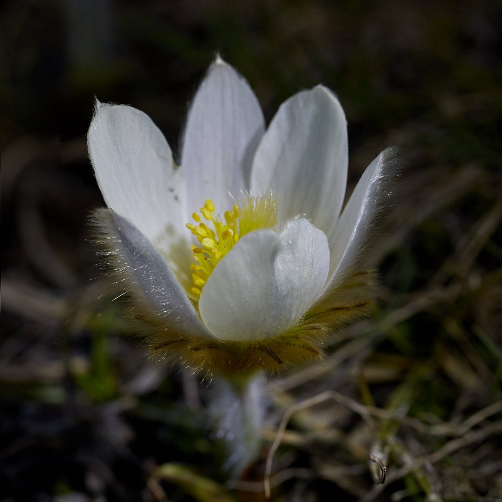 Pulsatilla vernalis (Spring Pasqueflower)
