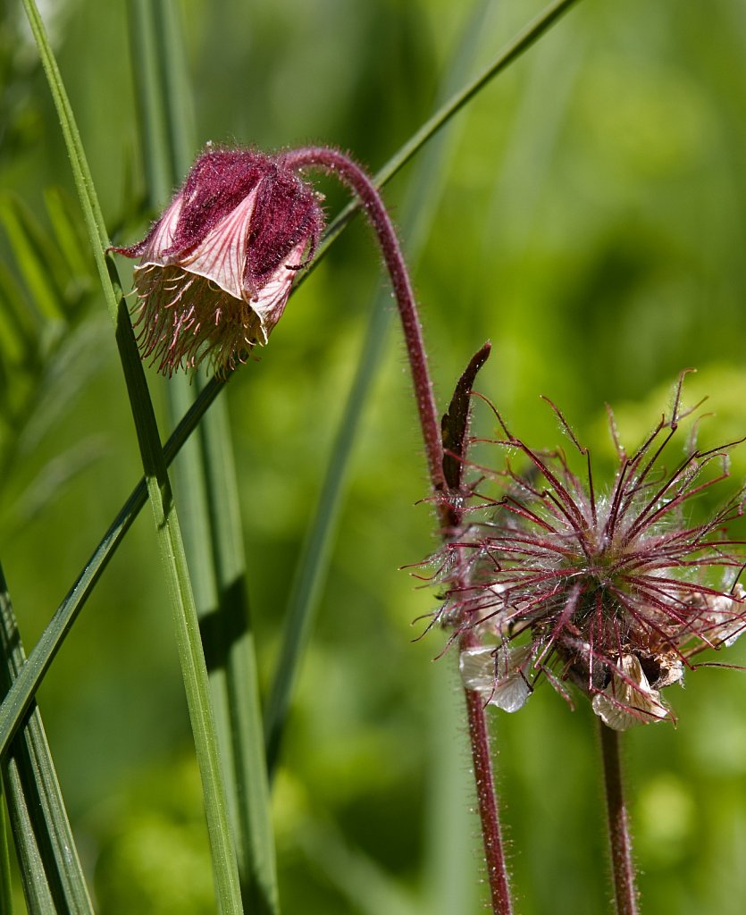 Geum rivale (Water Avens)