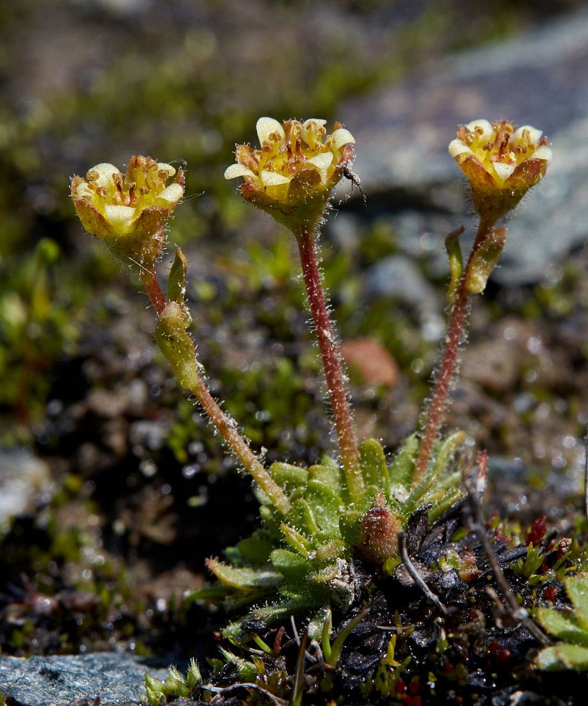 Saxifraga seguieri (Seguier's Saxifrage)