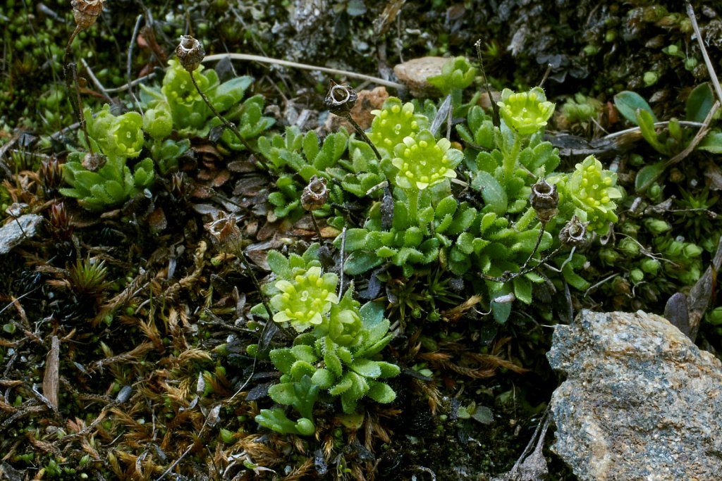 Saxifraga seguieri (Seguier's Saxifrage)