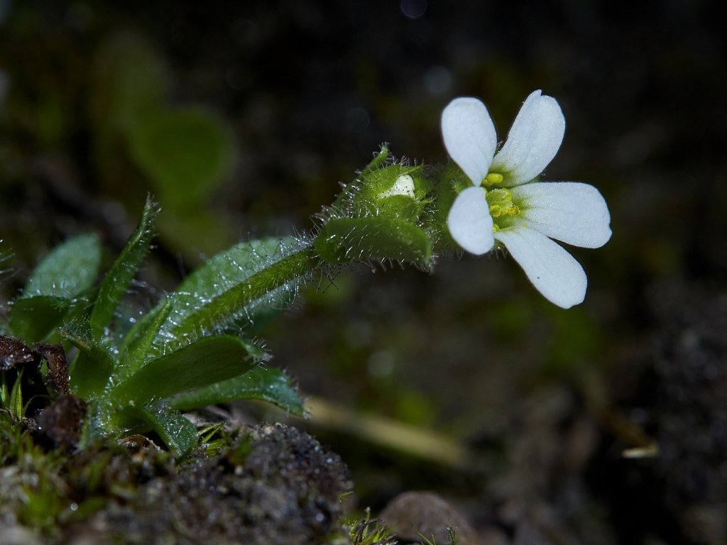 Saxifraga androsacea (Scree Saxifrage)