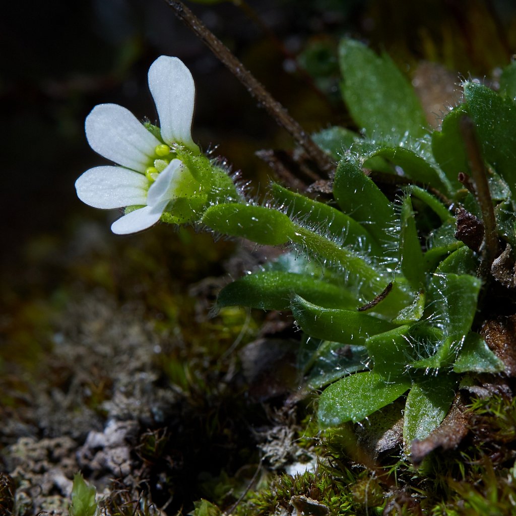 Saxifraga androsacea (Scree Saxifrage)