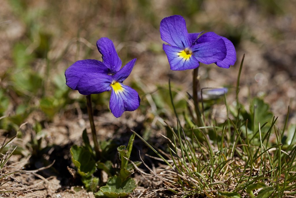 Viola calcarata (Alpine Pansy)