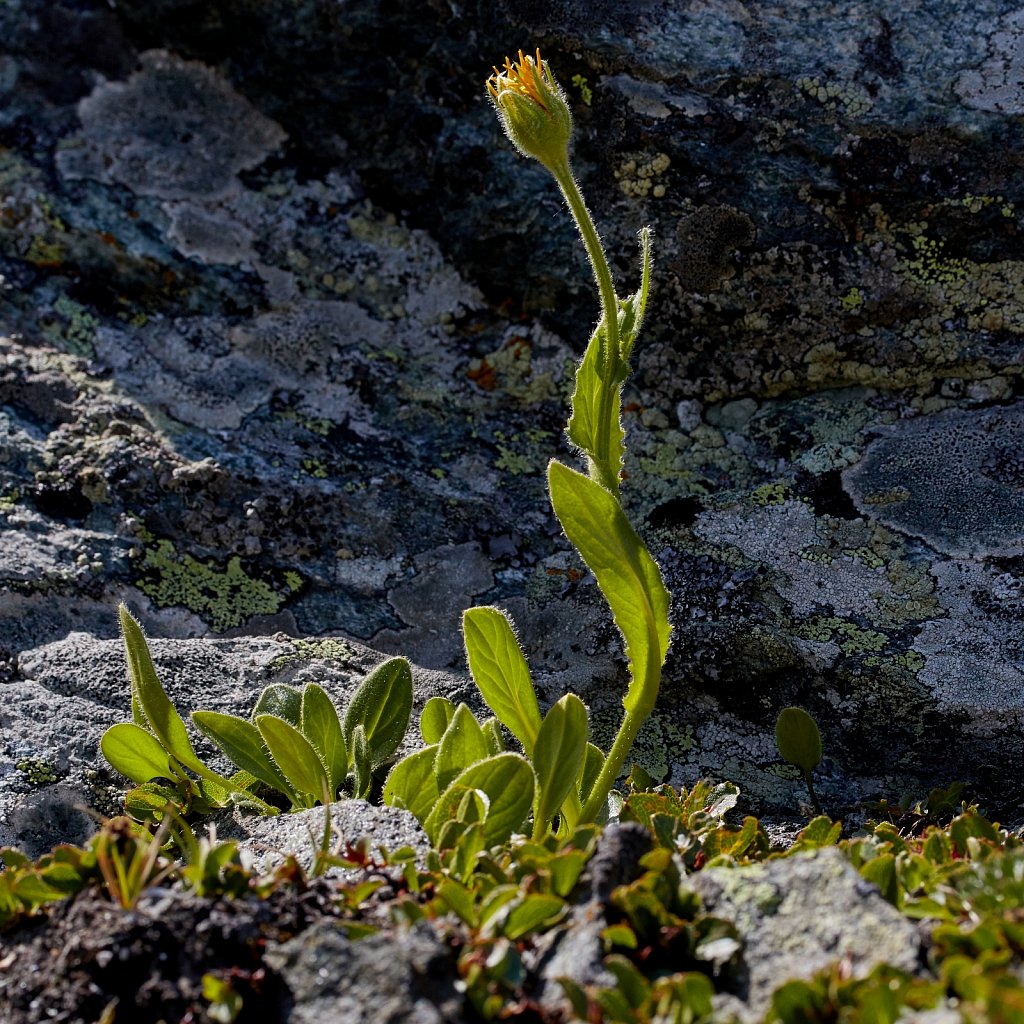 Doronicum clusii (Clusius' Leopard's-bane)