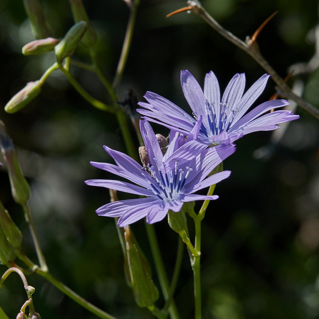 Lactuca perennis (Mountain or Blue Lettuce)