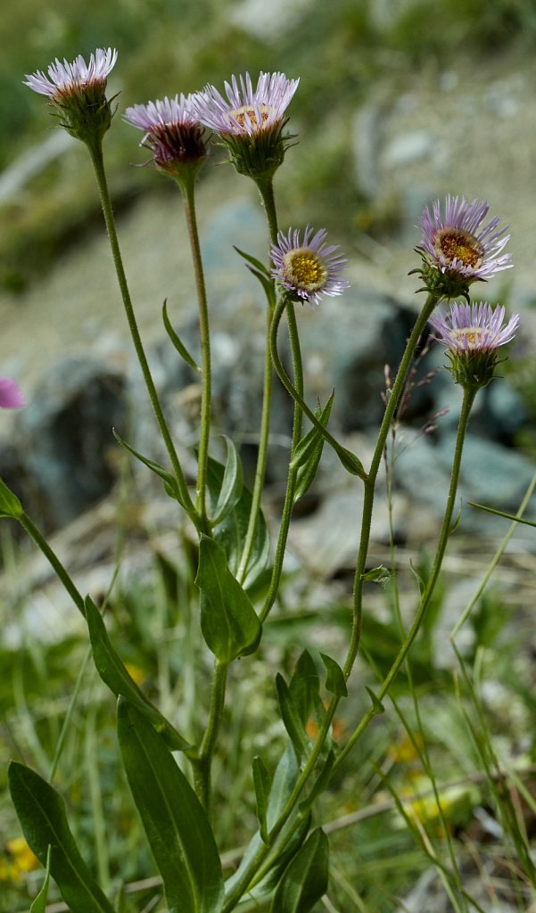 Erigeron gaudinii (Gaudin's Fleabane)