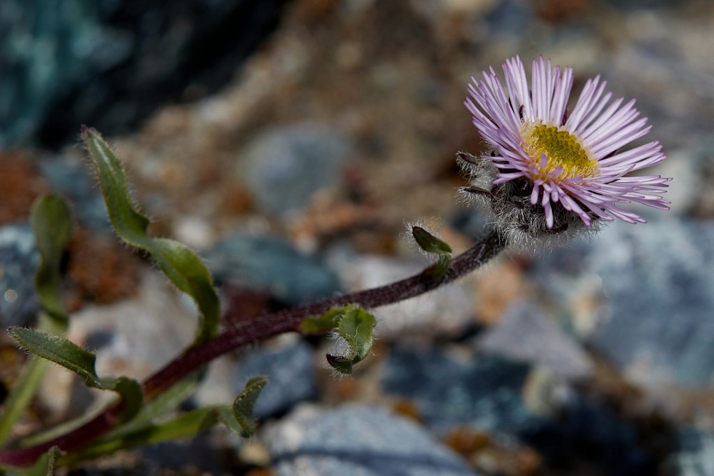 Erigeron neglectus (Neglected Fleabane)
