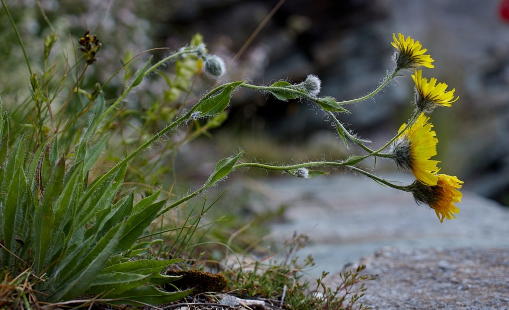 Hieracium pilosum (Hairy Hawkweed)