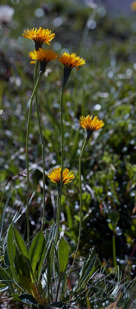 Leontodon helveticus (Swiss Hawkbit)