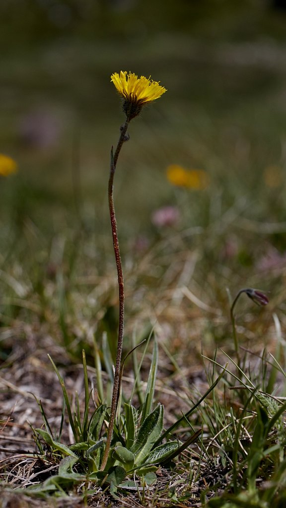 Hieracium angustifolium (Glacial Hawkweed)