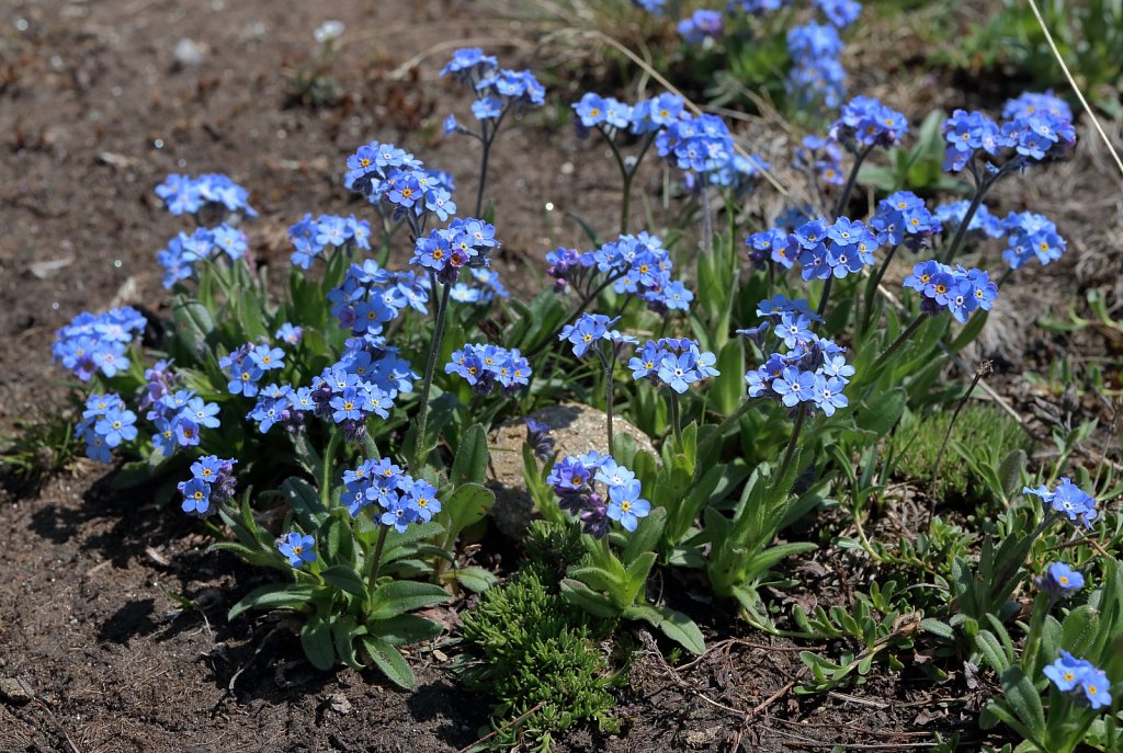 Myosotis alpestris (Alpine Forget-me-not)