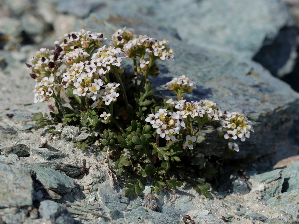 Pritzelago alpina ssp brevicaulis (Alpine Hutchinsia)