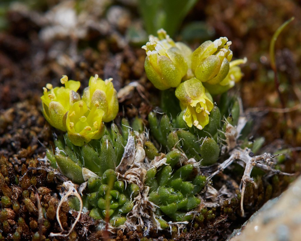 Draba hoppeana (Hoppe's Whitlowgrass)