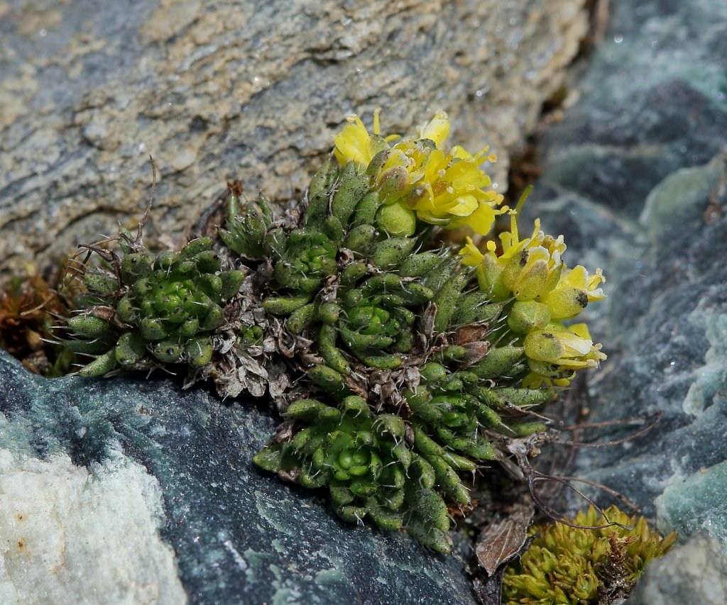 Draba hoppeana (Hoppe's Whitlowgrass)