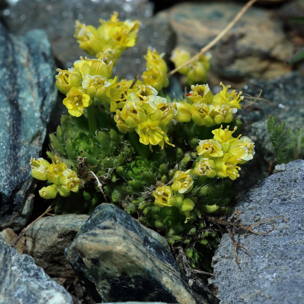 Draba hoppeana (Hoppe's Whitlowgrass)