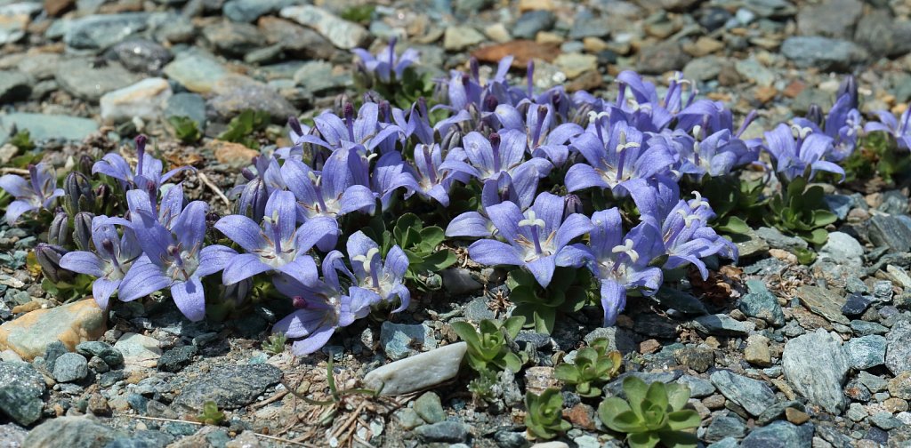 Campanula cenisia (Mount Cenis Bellflower)